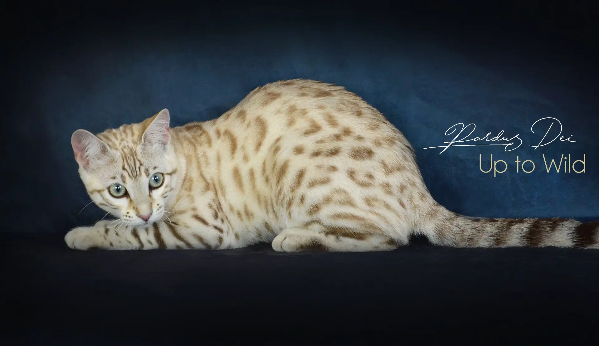 Chat Bengal